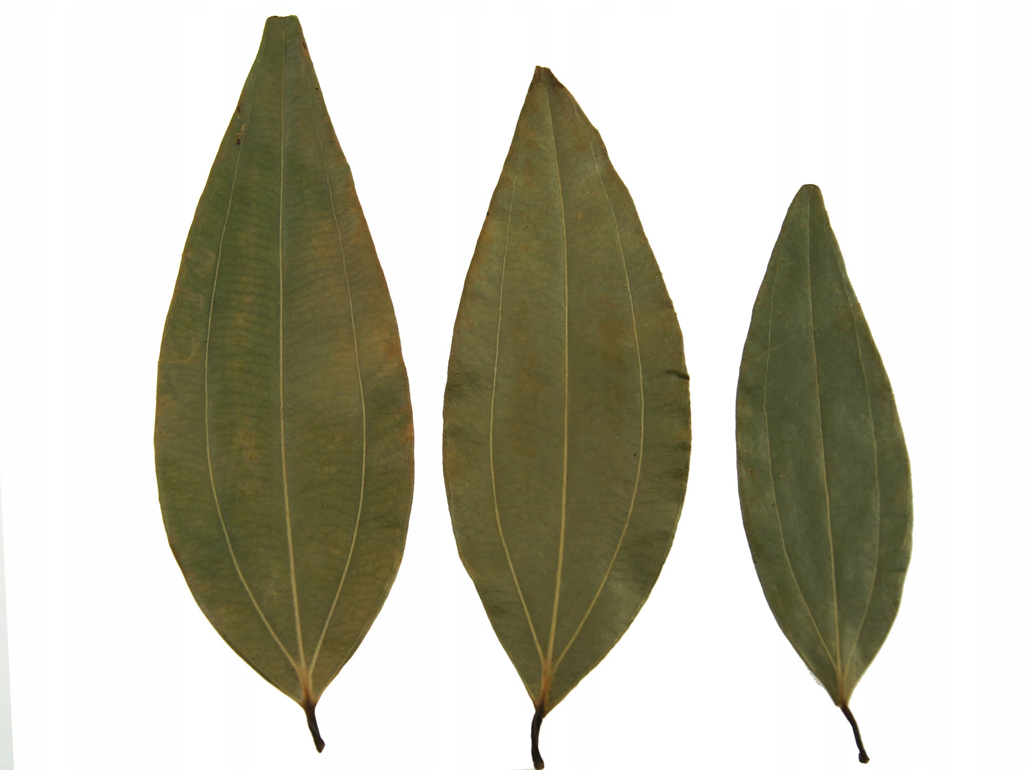 Levně Koření Této Patta 1 Kg Skořicovník Tamala Pata