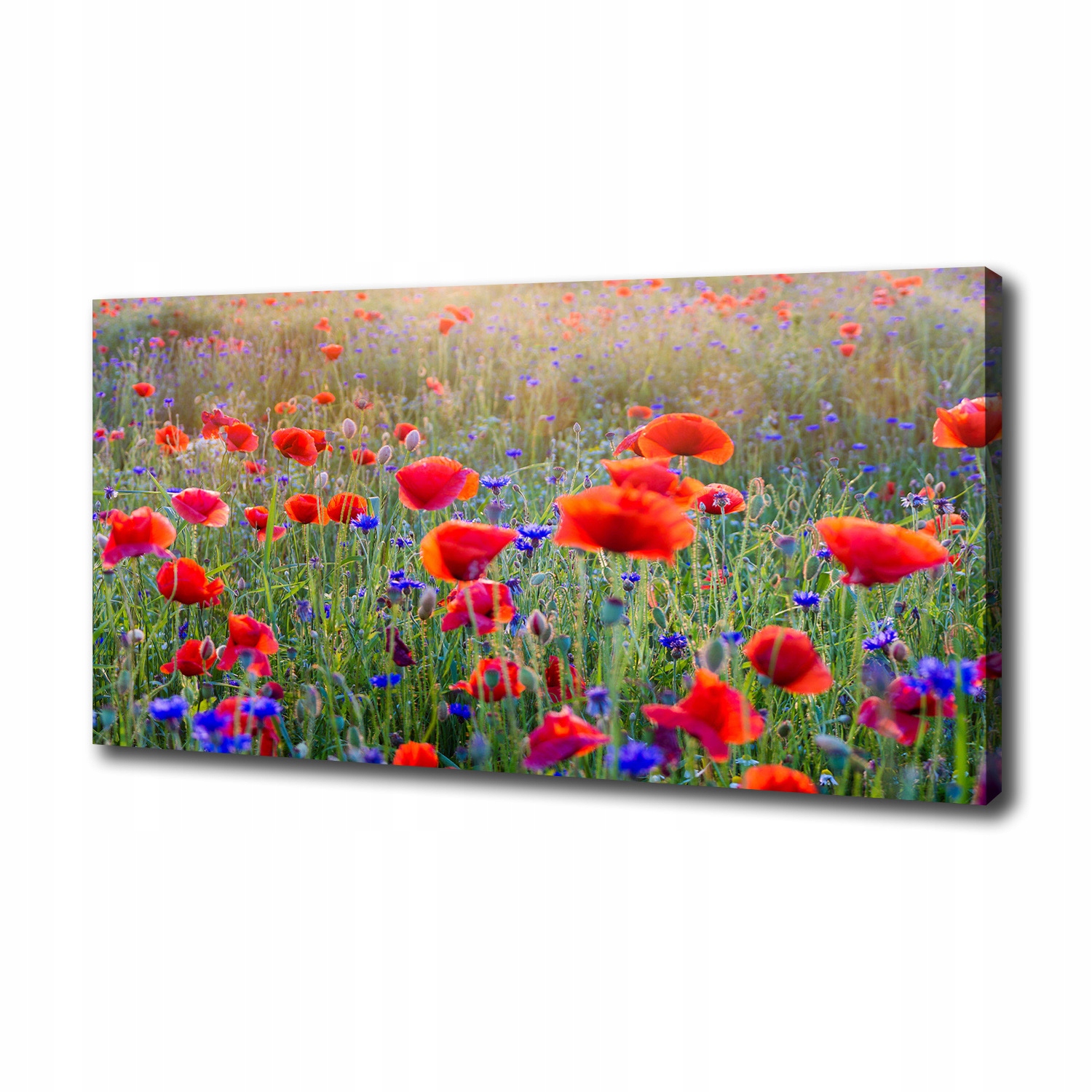 

Duży foto obraz na płótnie Polne kwiaty 100x50 cm