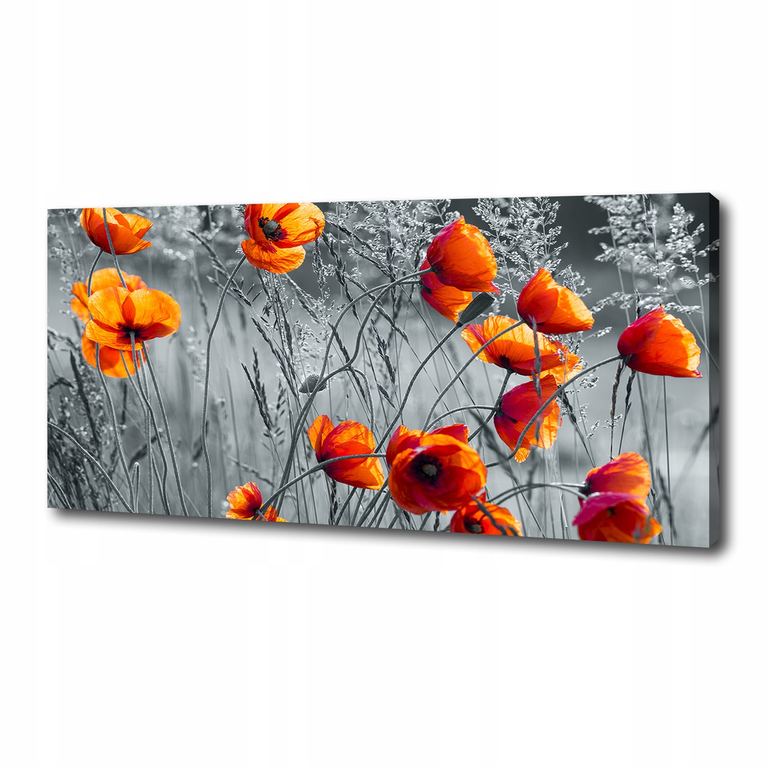 

Foto obraz canvas na ścianę Polne maki 125x50 cm