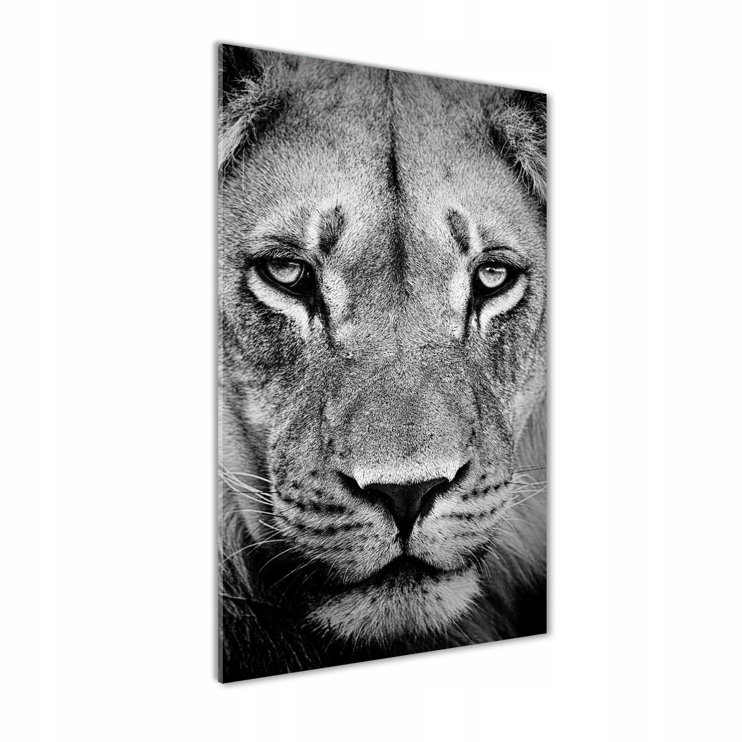 

Nowoczesny fotoobraz akrylowy Portret lwa 70x140cm