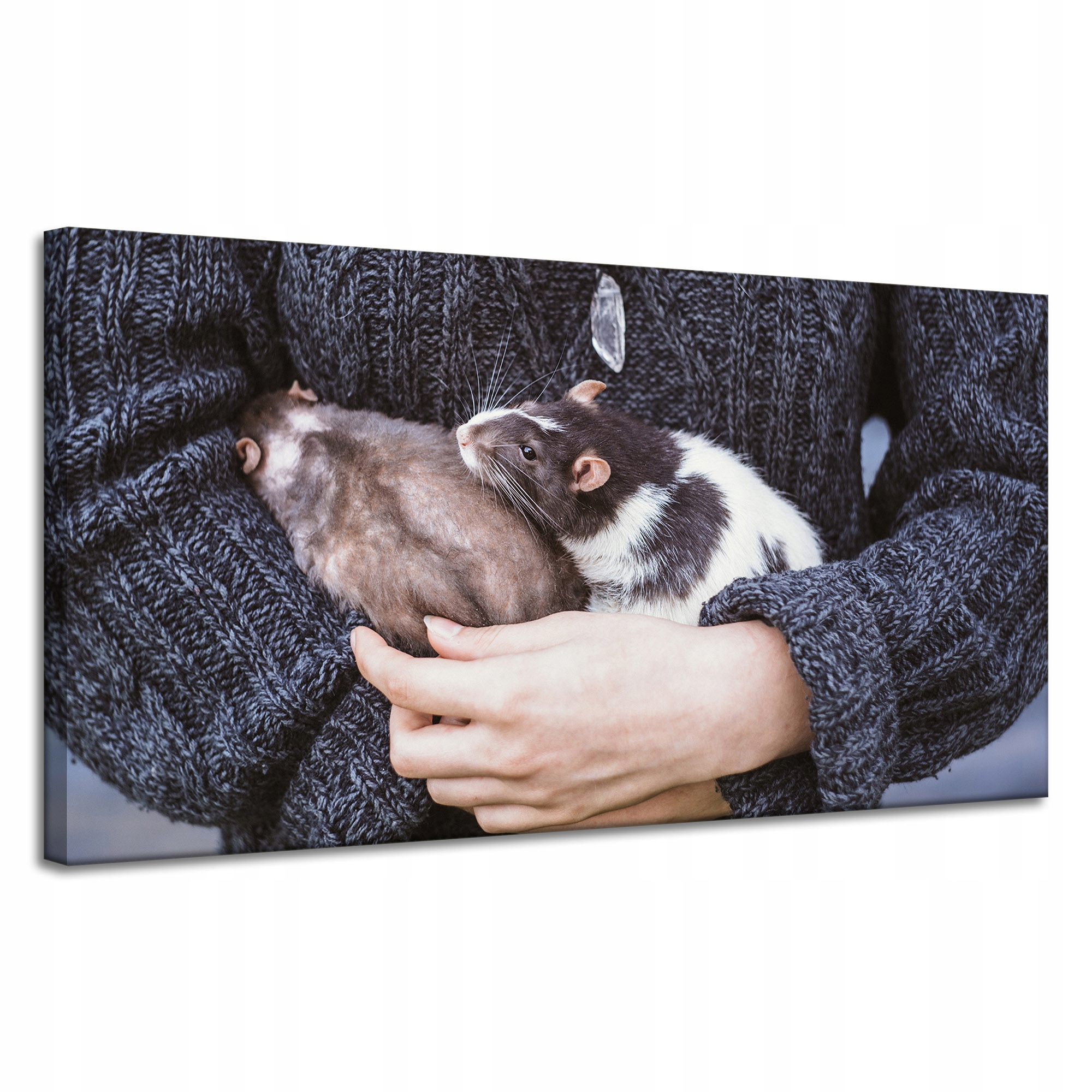 Obraz Canvas Zvířata Hlodavci Krysy 120x60 cm