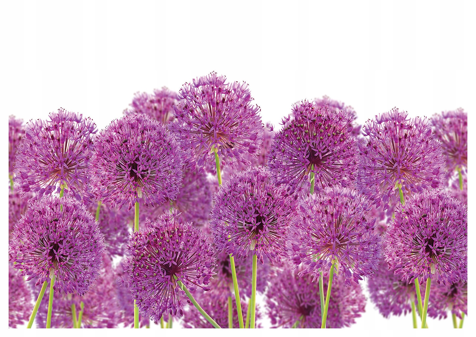 Fototapeta Allium Fialová květinová rapsodie na zeď 254x184 lepidlo