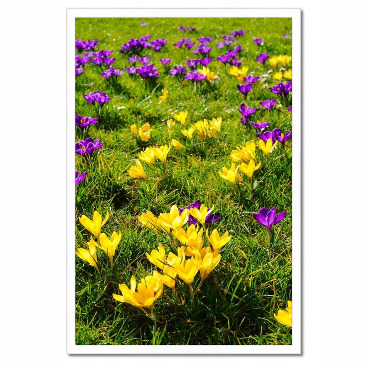 Plakáty v rámu 40x60 Krokusy na louce