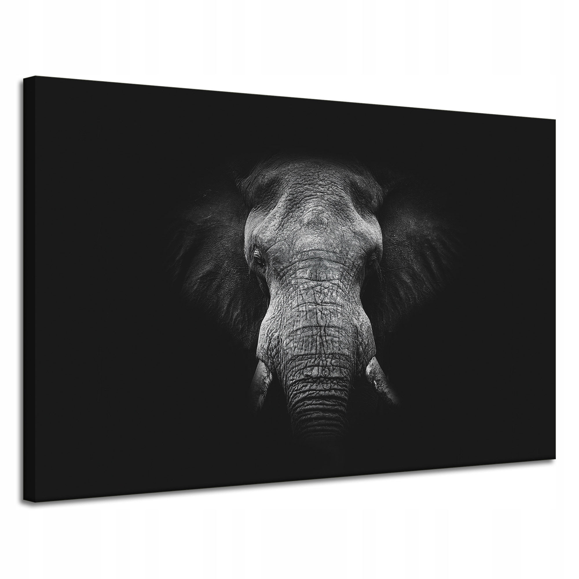 Obraz na plátně Tvář Šedého slona Trubka Kly 120x80 cm