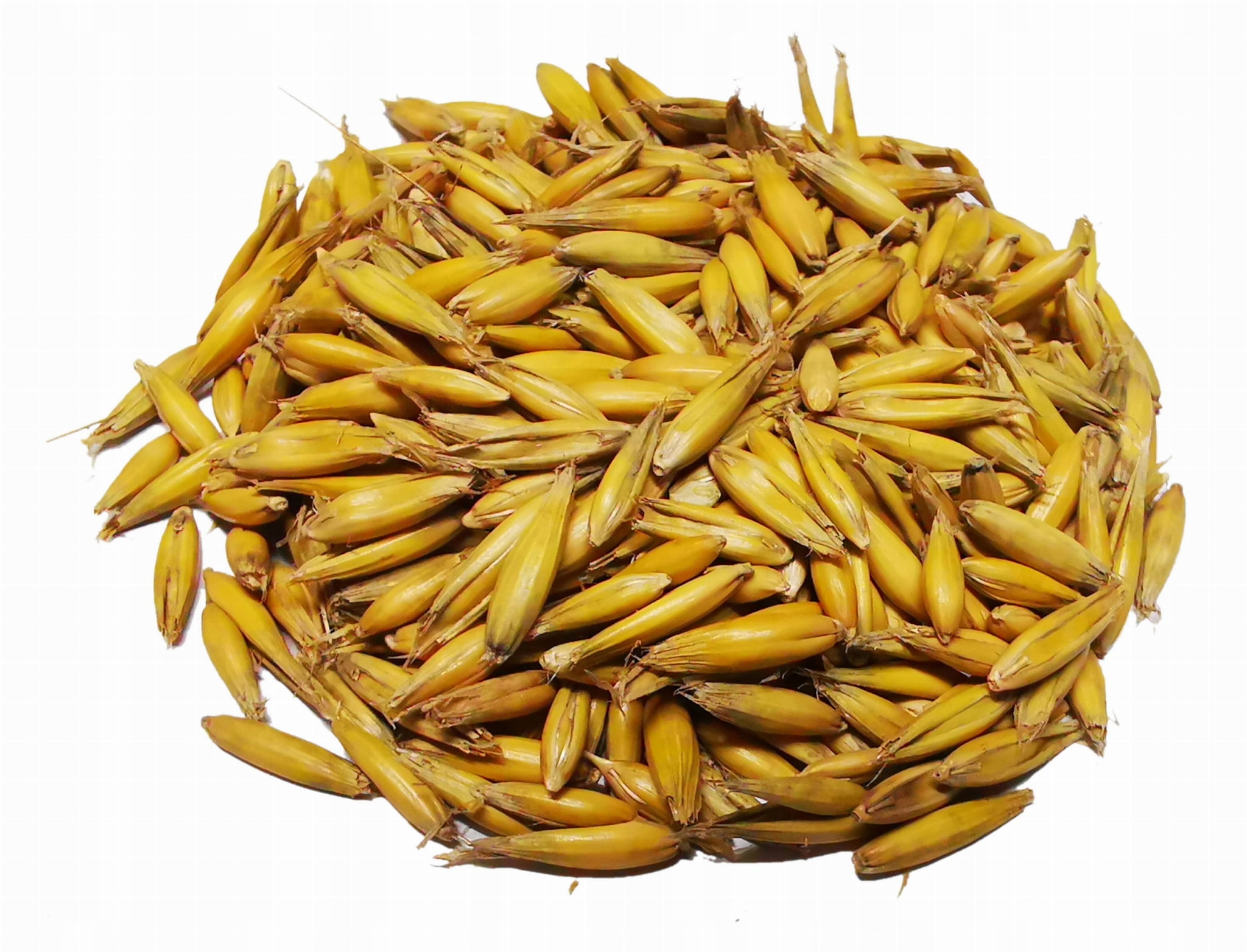 

Owies żółty z łuską 1 kg