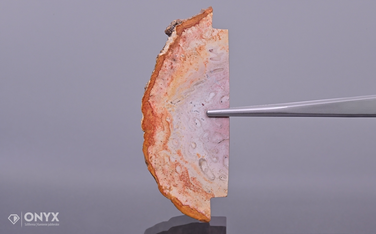 Zkamenělá dlaň nepravidelná 62,5x25,5 mm