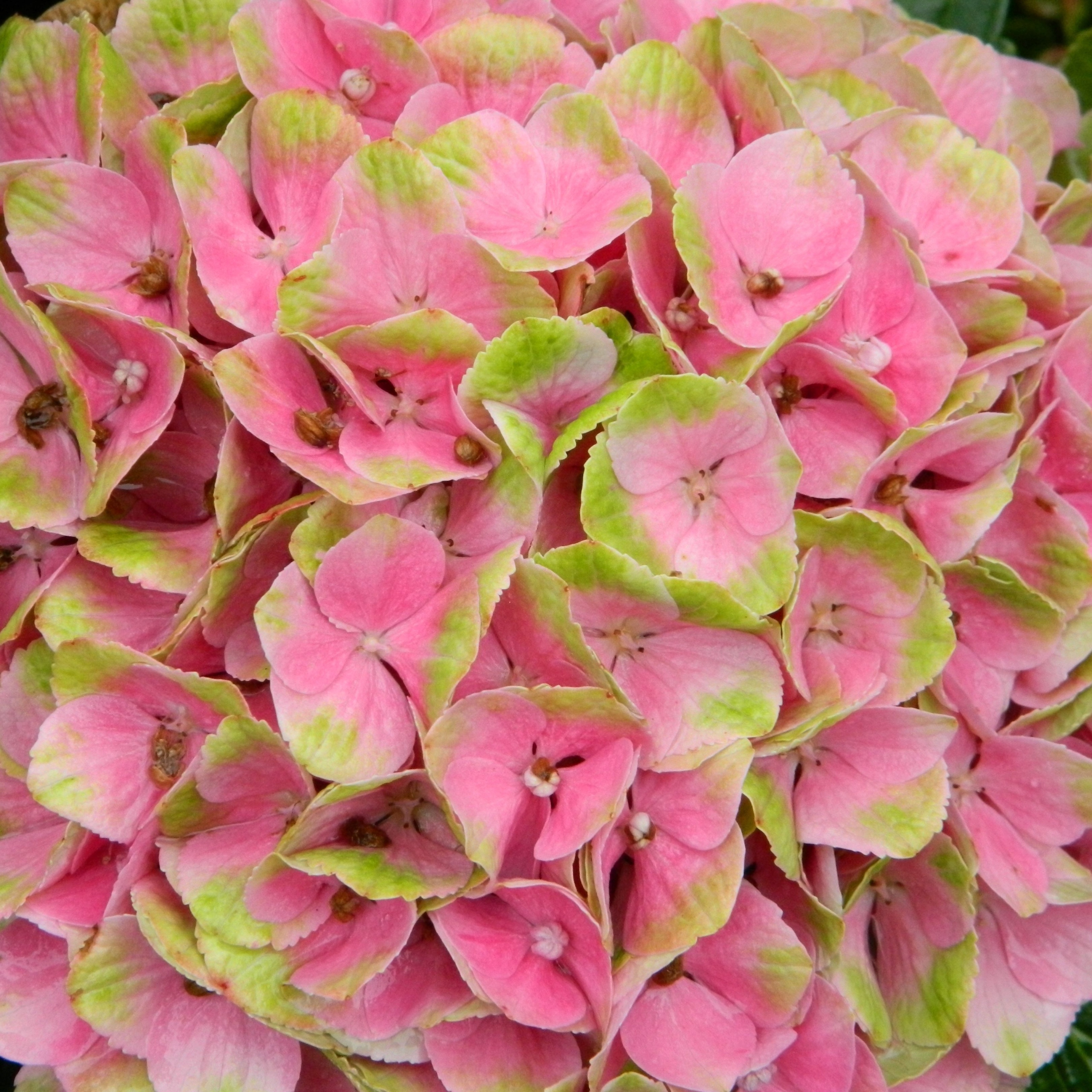 Hortensja ogrodowa Magical DAYDREAM ZMIENIA KOLORY