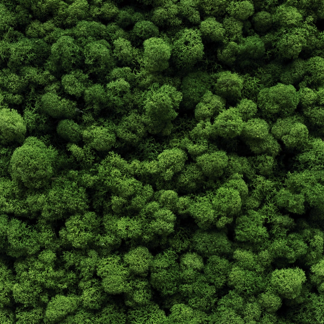 Obraz z mchem chrobotkiem Przekrój pnia 60x40 Rodzaj mech chrobotek