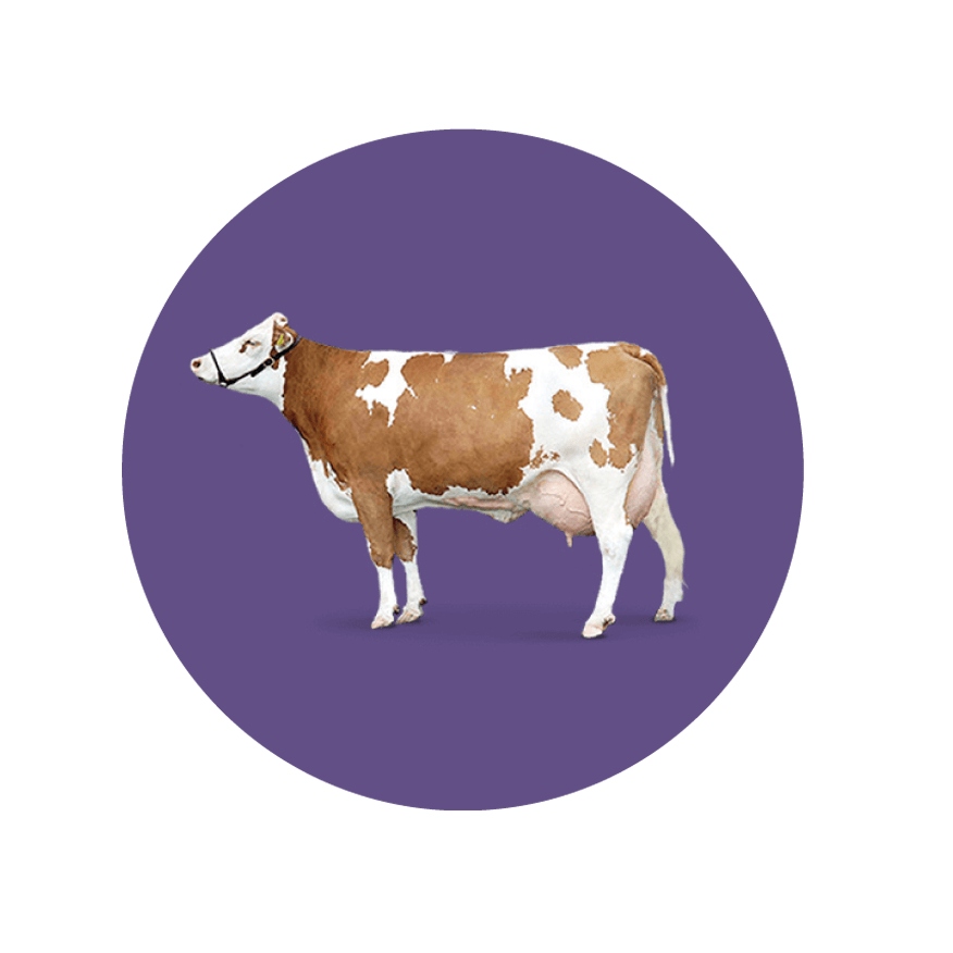 WLEWKA WAPNIOWA niedobór wapnia u krów WAPŃ MAGNEZ WITAMINY 0,5L Marka inna