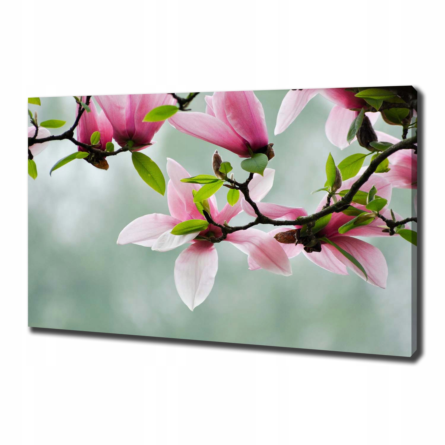 

Foto obraz canvas na ścianę Magnolia 100x70 cm