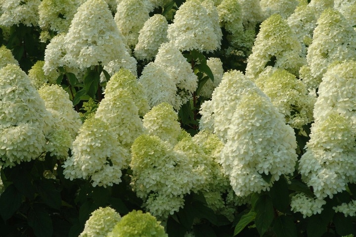 Hortensja bukietowa 'Phantom' sadzonka 3l