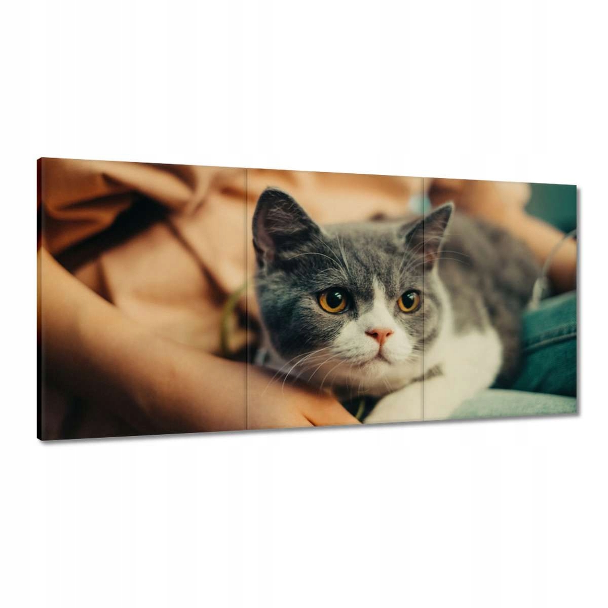 Obrazy 180x90 Mačka Mačky