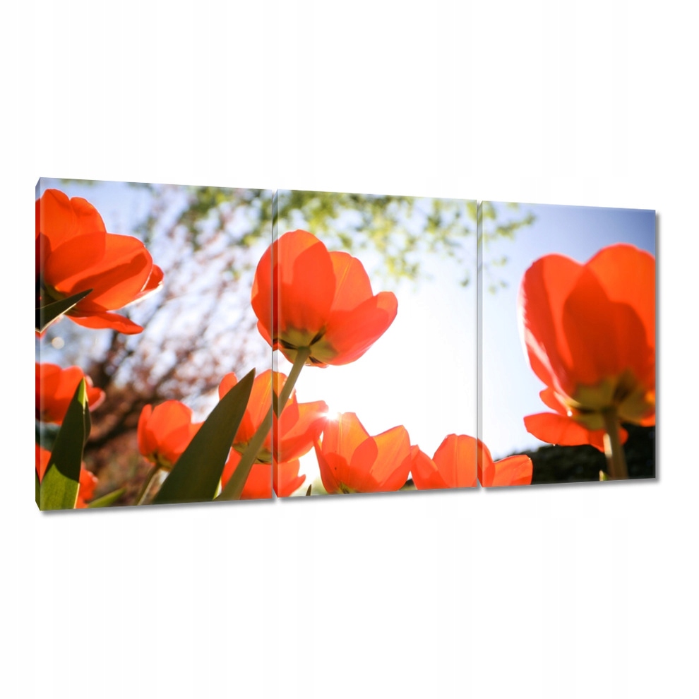 

Obrazy 120x60 W niebo poprzez maki
