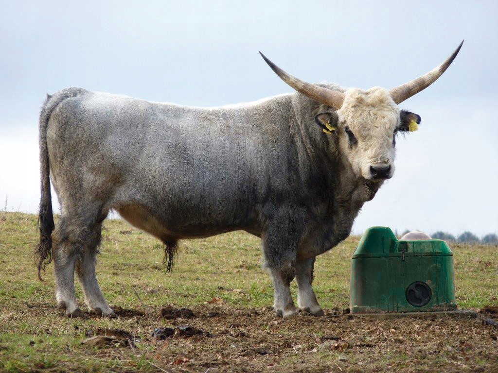 Poidło izolowane kulowe La Buvette THERMOLAC 40L Pojemność 40 l