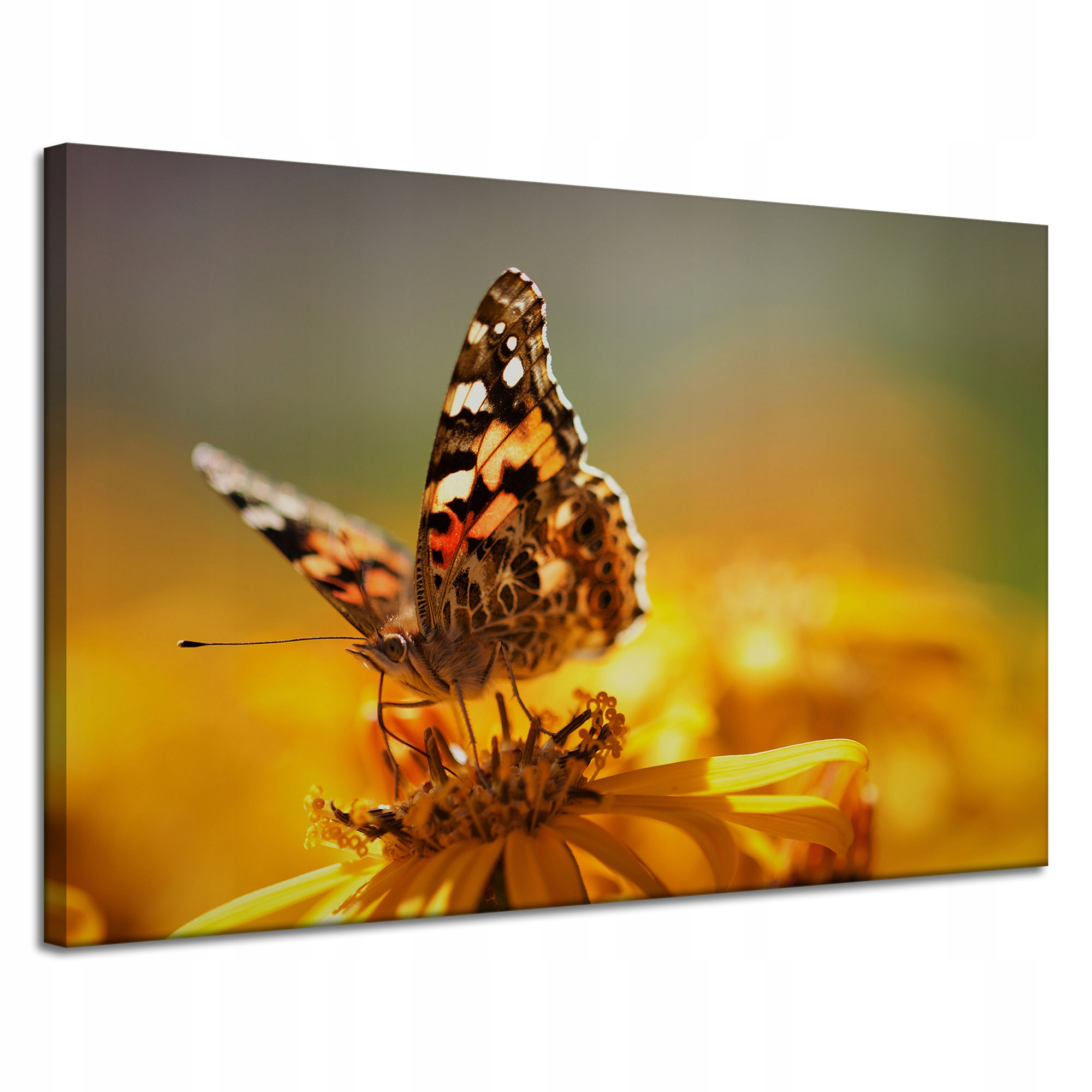 Obraz na plátně Zvířata Motýl na květině 120x80