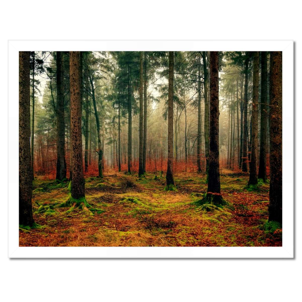 Plakáty v rámu 40x30 Lesní krajina Pohled