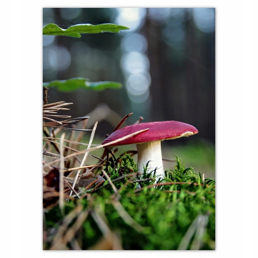 

Plakaty 50x70 Grzyb Czerwony muchomorek