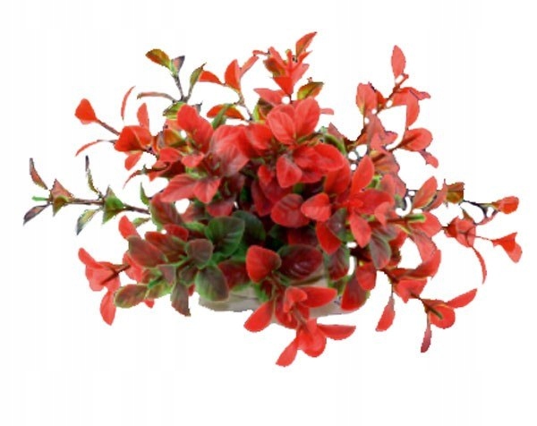 

Roślina Folia 10CM 1F17