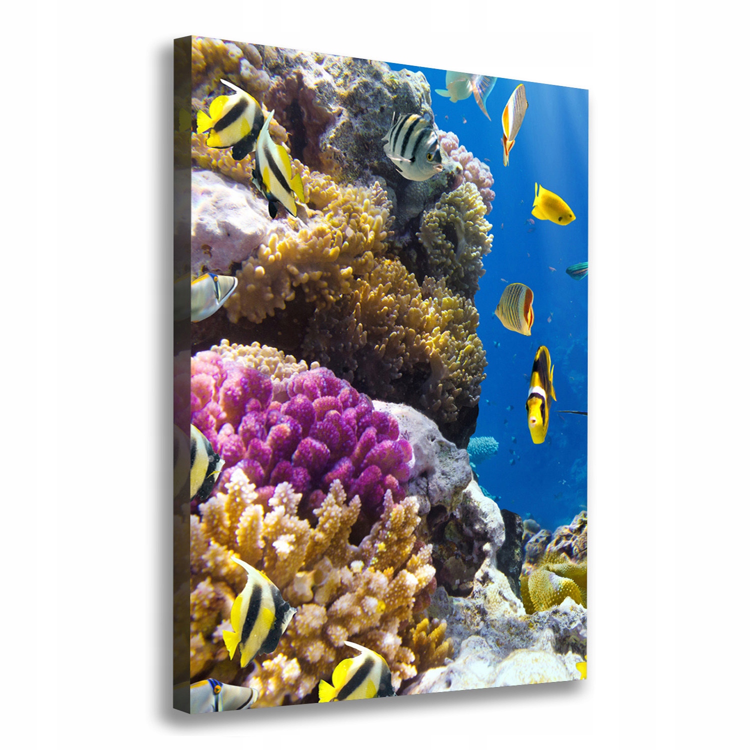 

Foto obraz canvas na ścianę Rafa koralowa 70x100cm