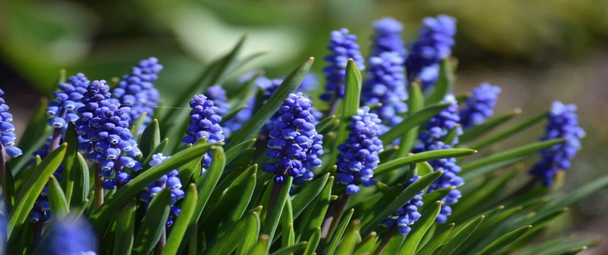 

Fototapeta Flizelinowa Szafirki Niebieski 250x104