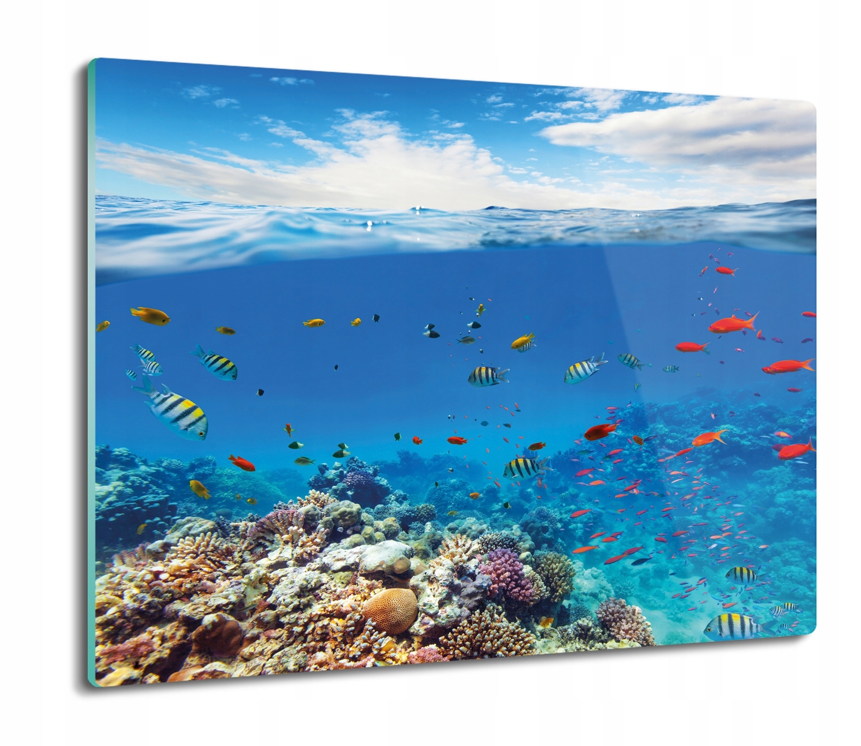 

Muszle koral wzór 60x52 deska do kuchni ze szkła