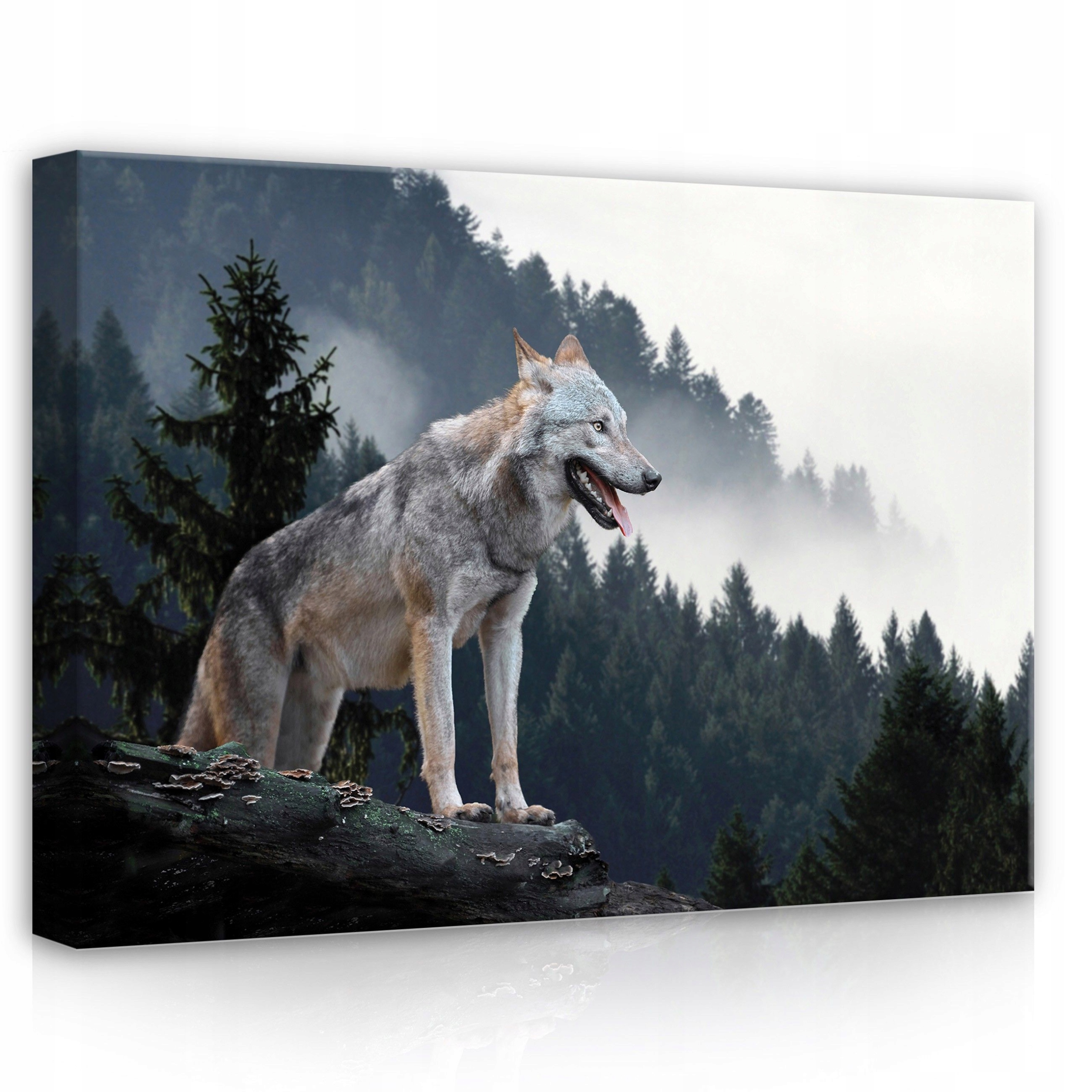Obraz 70x50 Vlk les hory mlha příroda svoboda samota moc