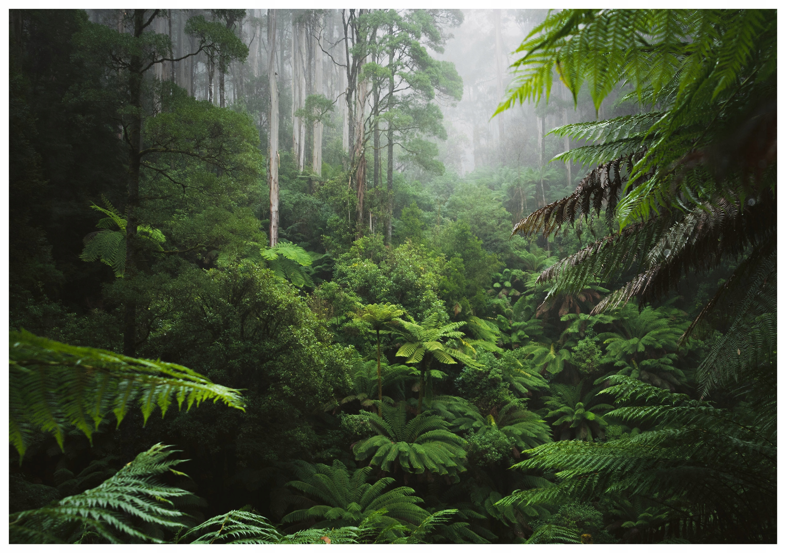 Vliesová fototapeta Zelený les Papraď a stromy v hmle 416x254 lepidlo