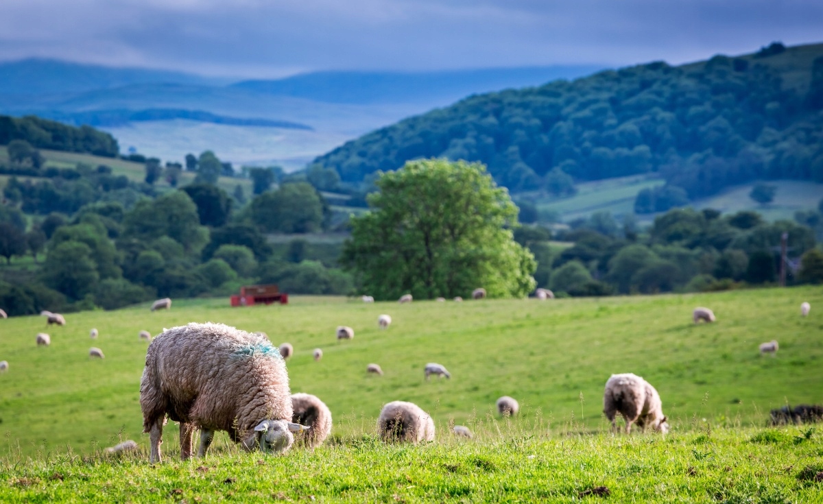 

Fototapeta Flizelinowa Stado owiec - 416x254