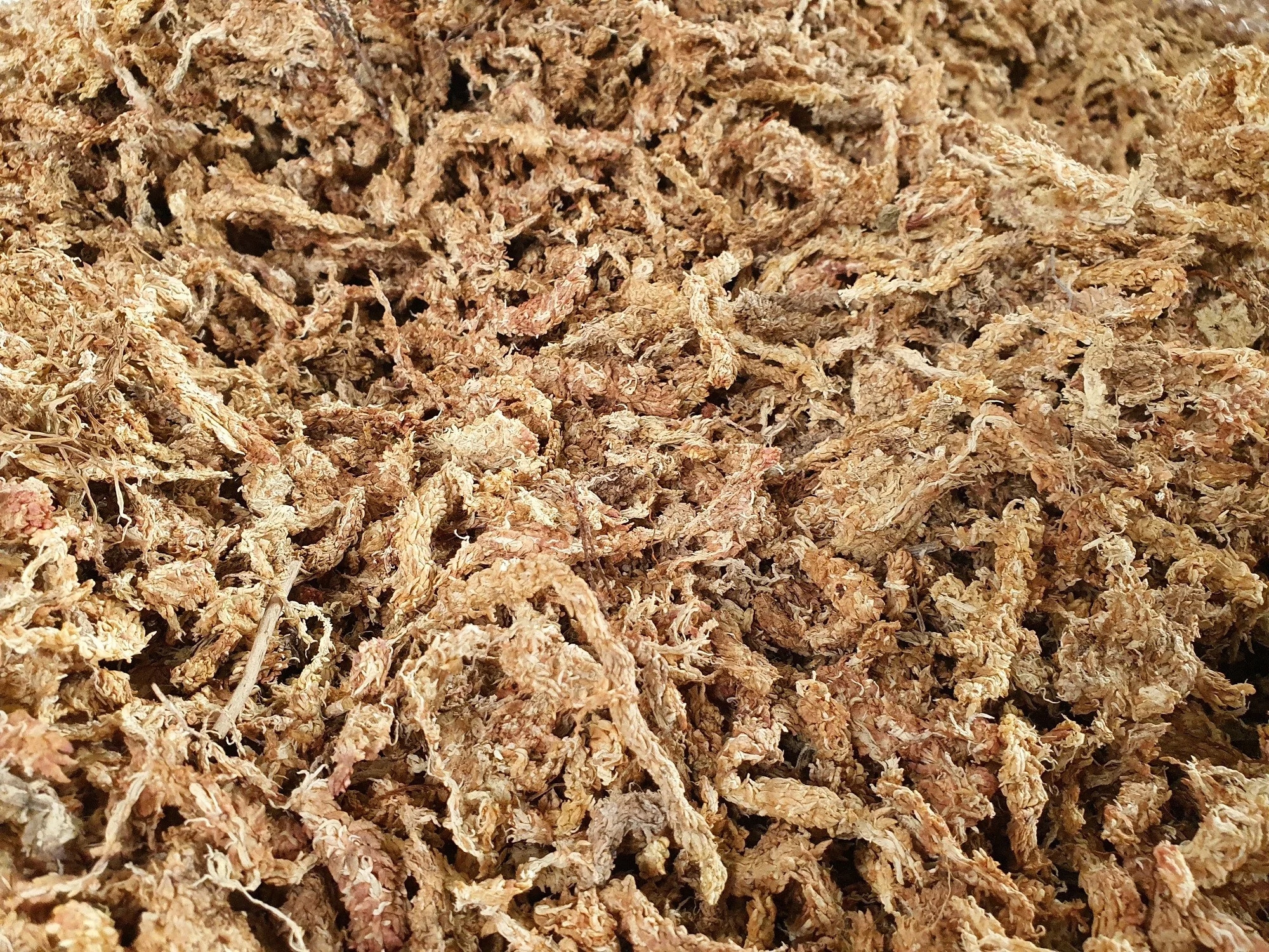 Rašelina Sphagnum Moss Pole Zakoreňovač 200l