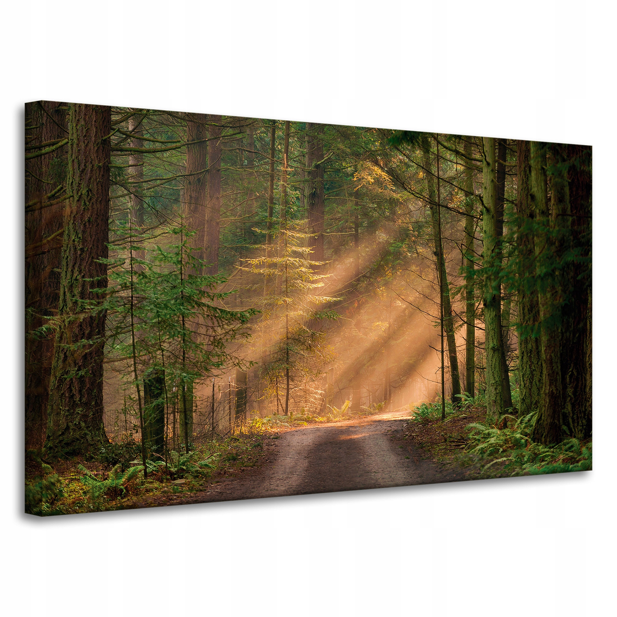 Obraz na plátně Stezka v lese Stromy Příroda 100x60 cm
