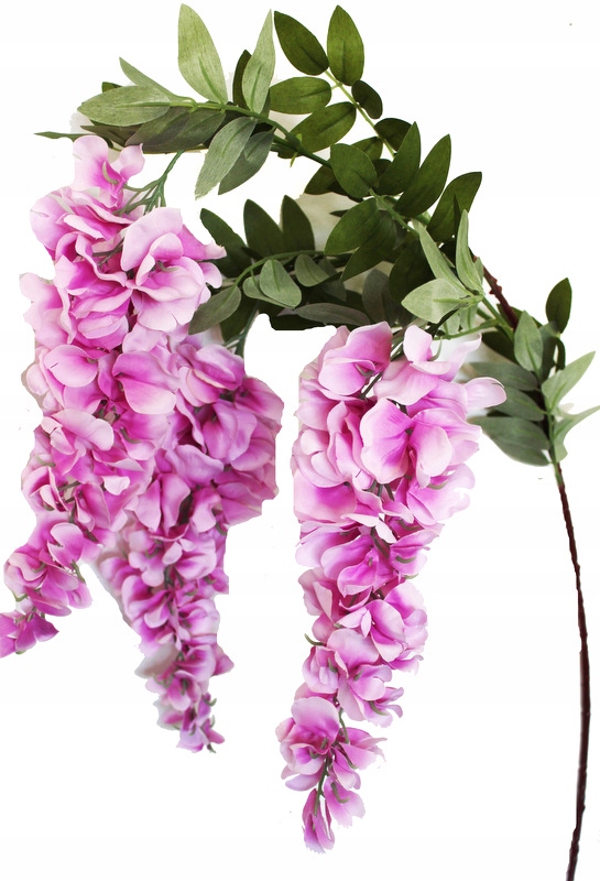 

Wisteria Złotokap 3 Gałązki Piękna Lila Róż 100cm