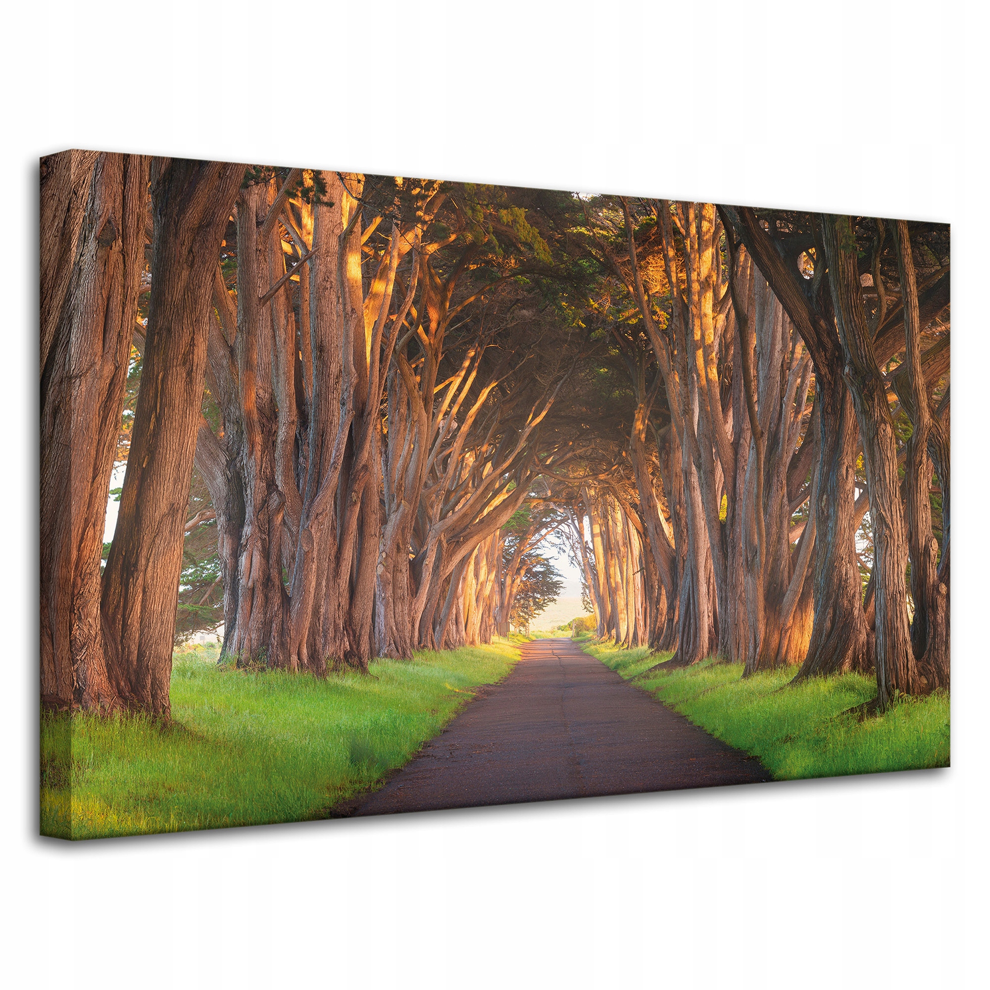 Obraz na plátně Cesta mezi stromy Příroda 80x50 cm