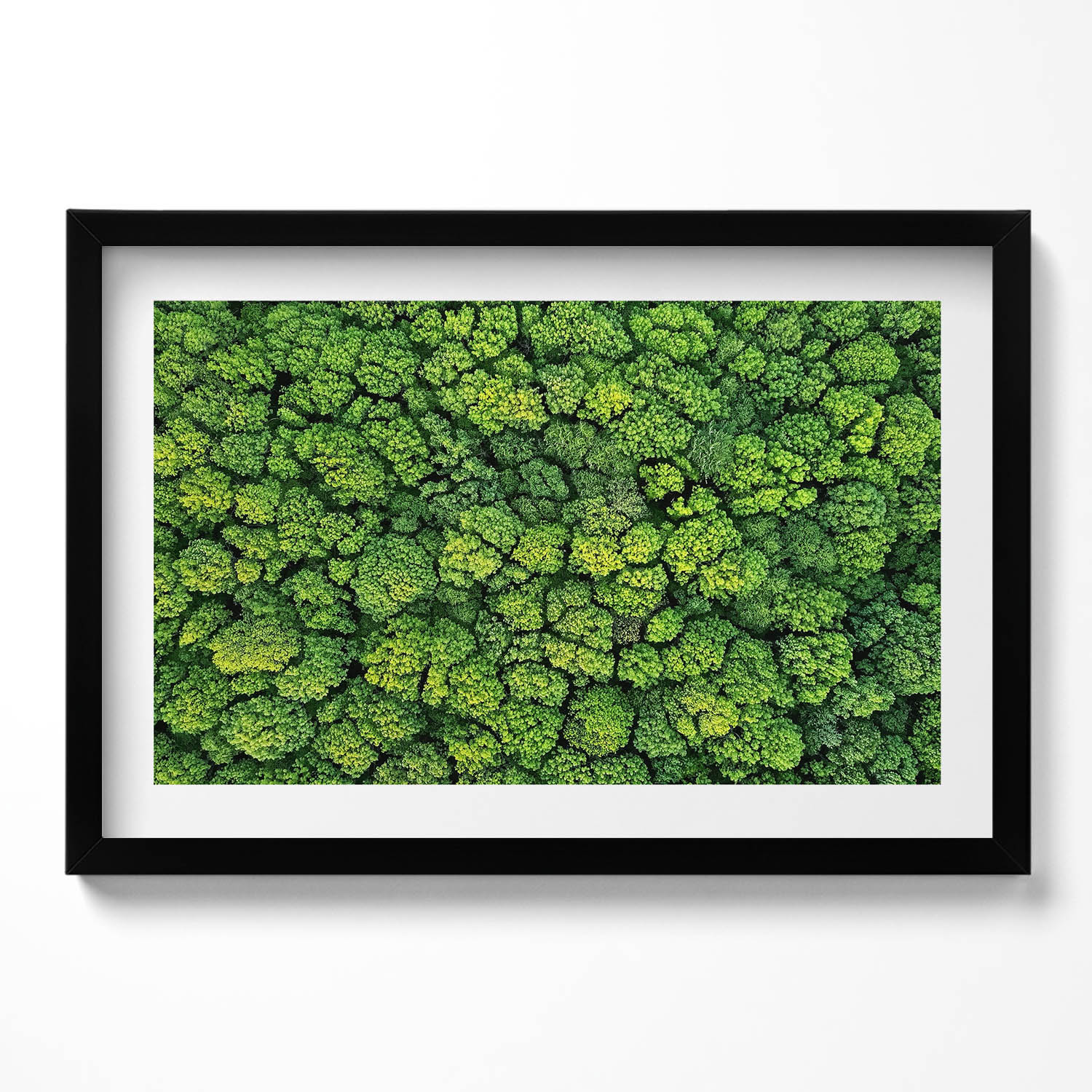 Nástěnný dekorativní fotoobraz v černém rámu Příroda rostliny mech 60x40 cm
