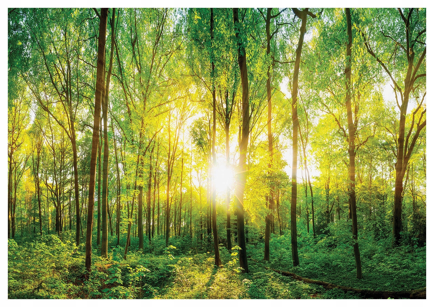 Fototapeta Lesný lesk slnko cez listy 400x280 príroda pokoj lepidlo