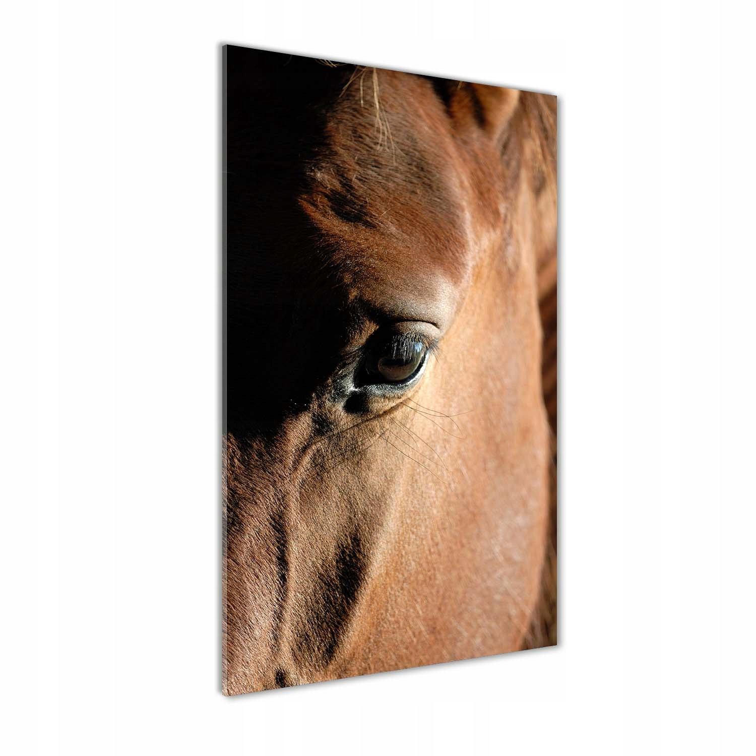 

Nowoczesny obraz zdjęcie na akrylu Koń 70x140 cm