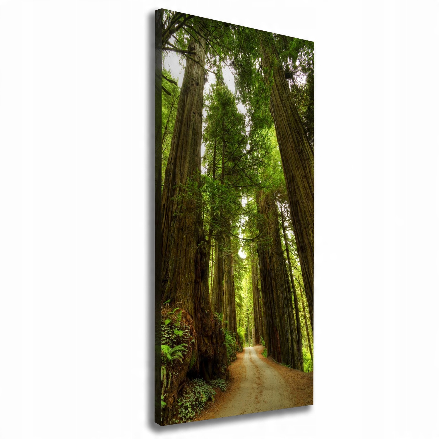 

Foto obraz na płótnie Ścieżka w lesie 50x125 cm