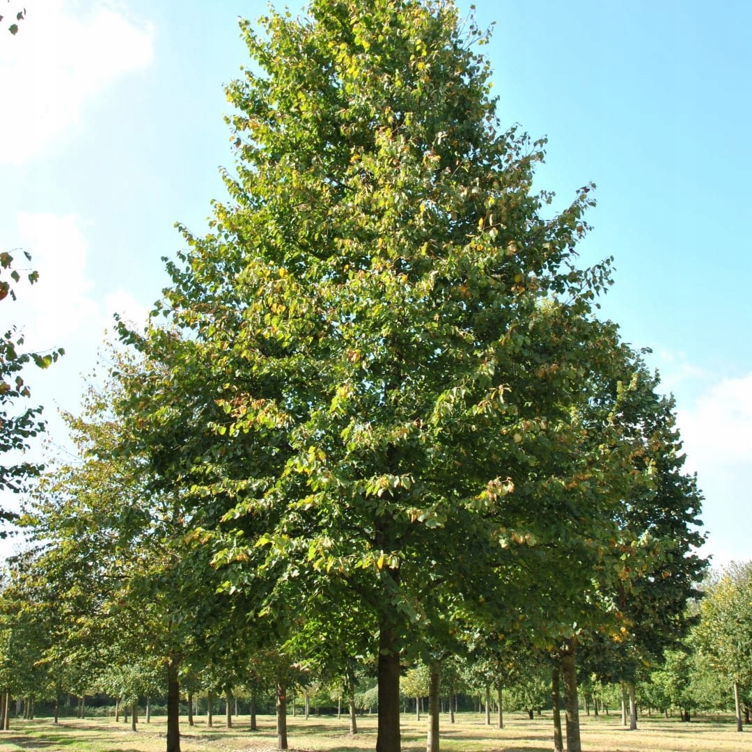 Липа мелколистная cordata