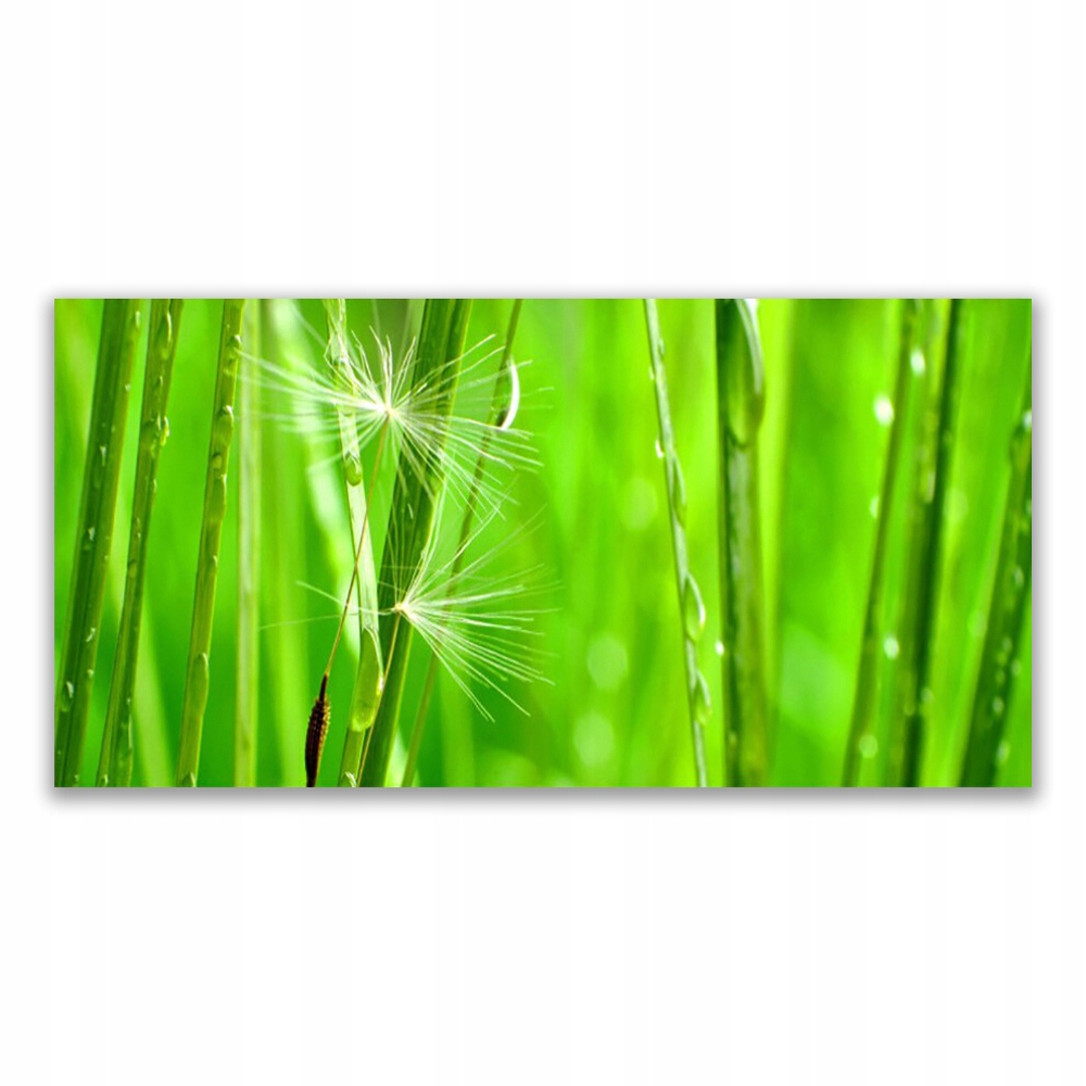 

Obraz akryl na prezent 140x70 Trawa Roślina Natura