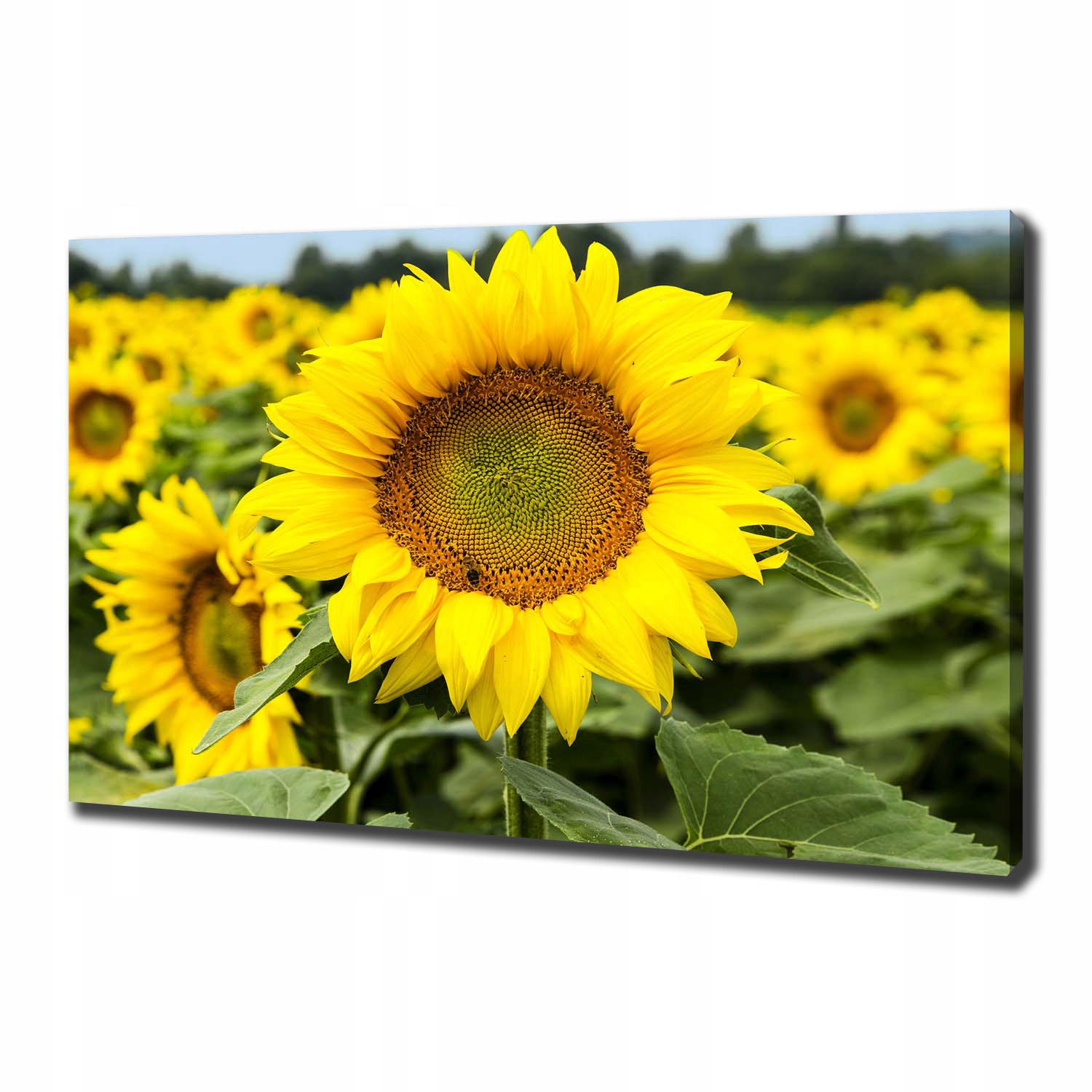 

Foto obraz na płótnie Pole słoneczników 100x70 cm