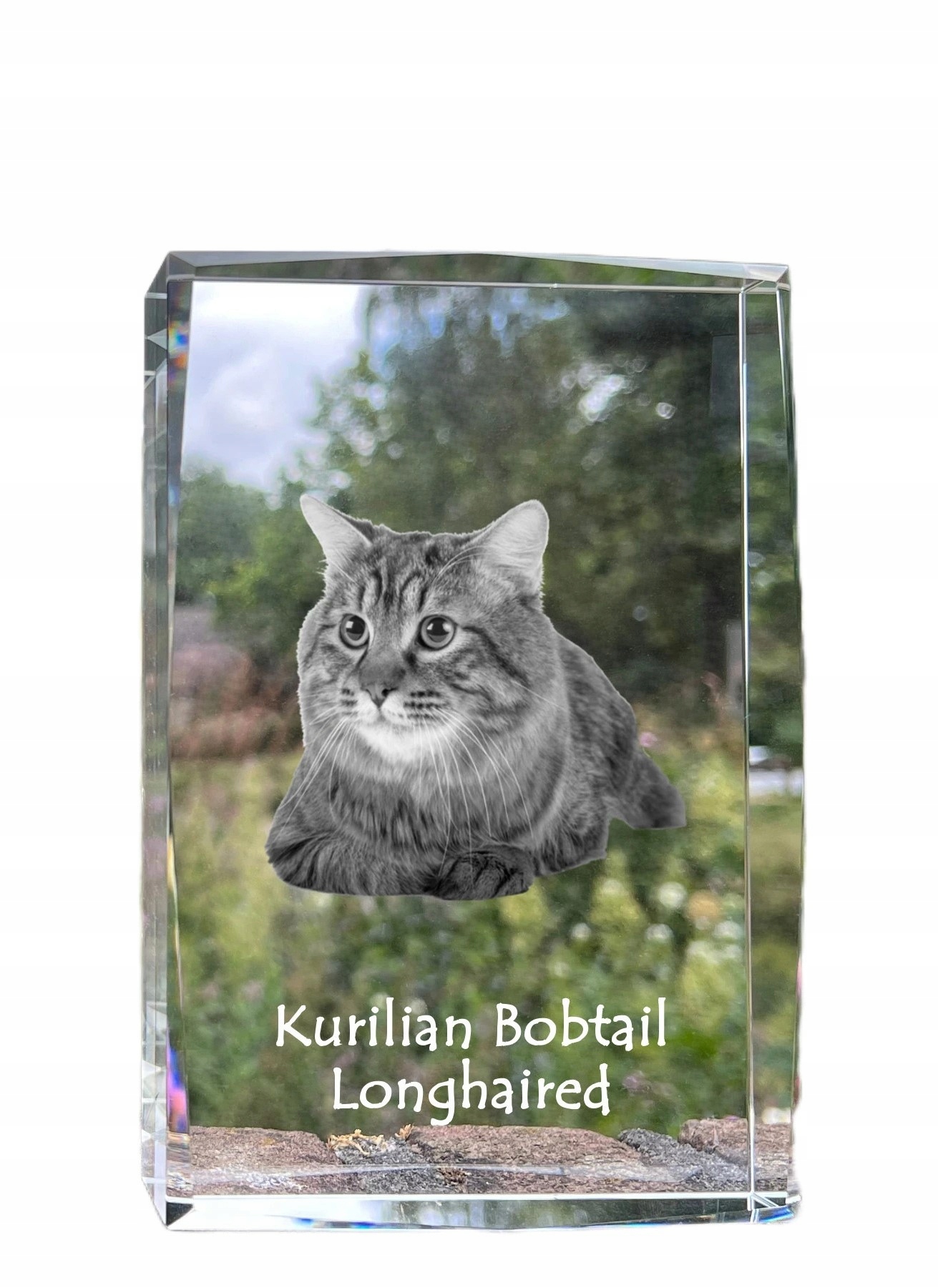 Mačka Kurylski bobtail dlhosrstý foto v kryštáli, suvenír, trofej