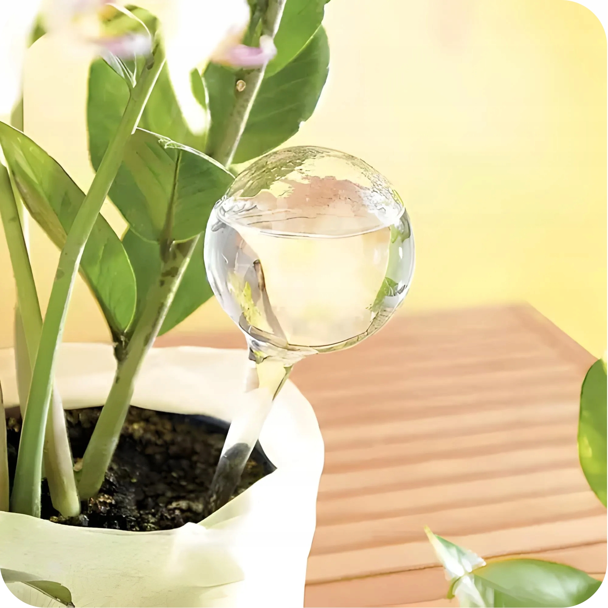 KULE NAWADNIAJĄCE NAWADNIACZ DO ROŚLIN KWIATÓW DOZOWNIK WODY ZESTAW 8 szt. Marka Gardlov