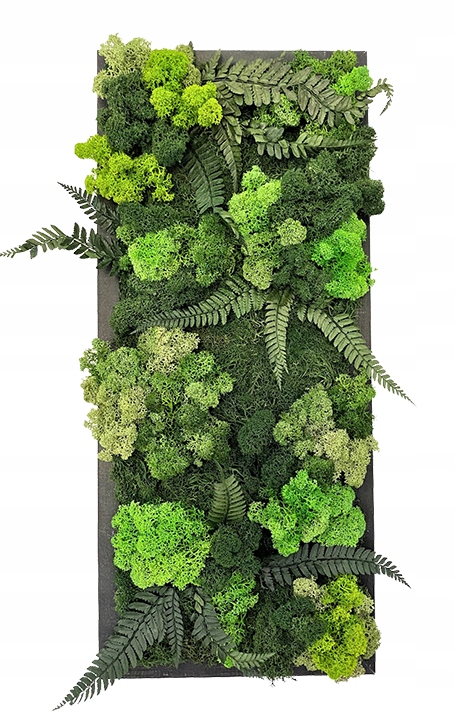 Obraz z mchu płaskiego, chrobotka i paproci stabilizowanej 52x22cm