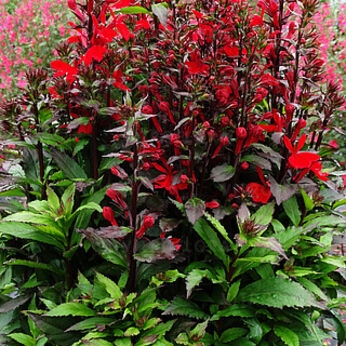 Lobelia okazała 'Starship Scarlet' Lobella x speciosa poj.2l