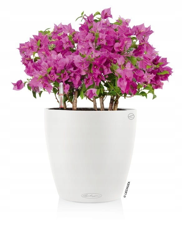 Donica Classico Color 14 biały Lechuza Kolor biały