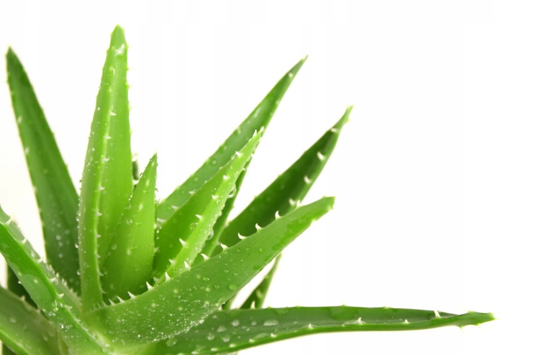 KOŁDRA ALOE VERA 140X200 ALOES MEDYCZNA POLSKA Rodzaj antyalergiczna
