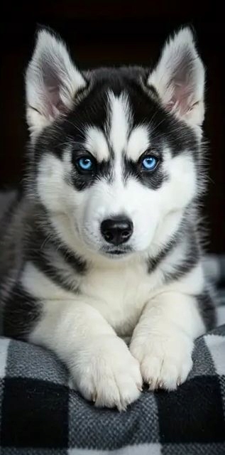 Ručník Husky Ručník Pes Sladký Štěně Plážový Ručník 75x150
