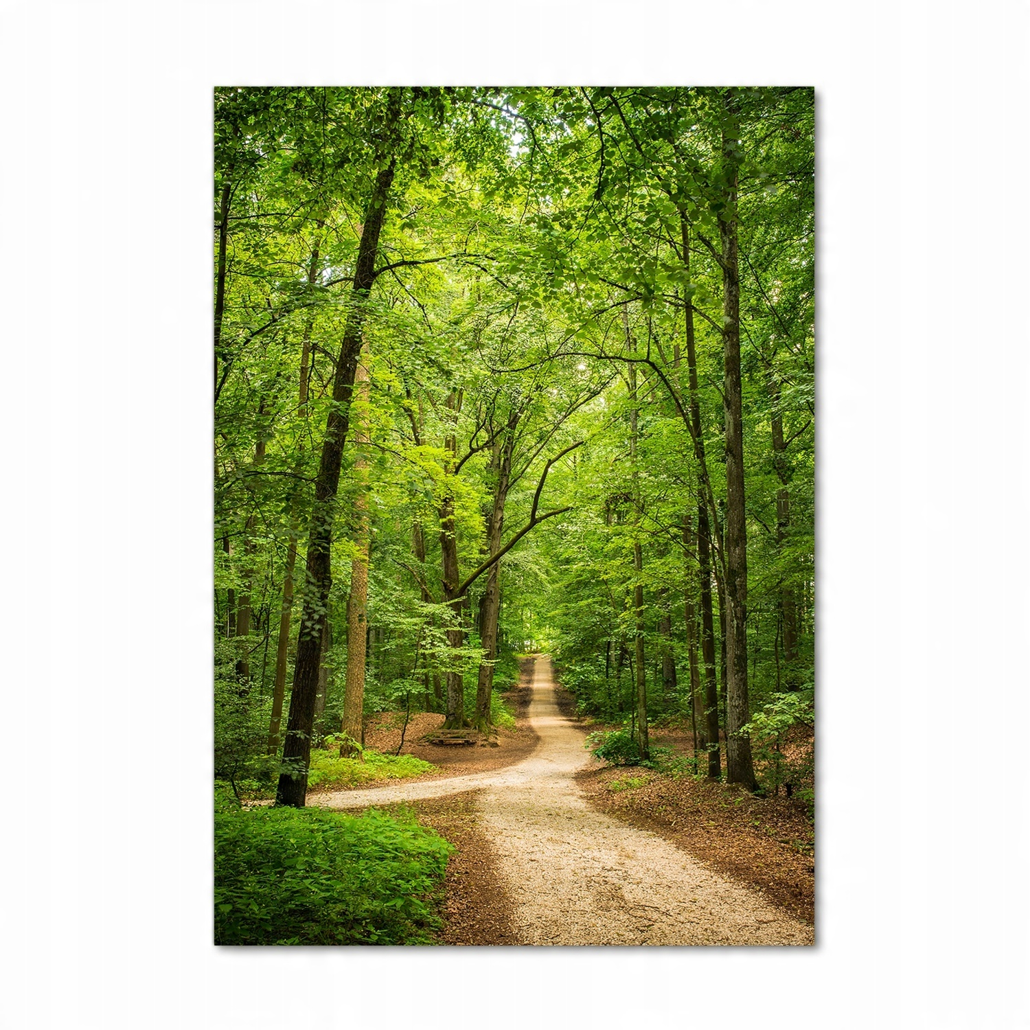

Foto obraz szkło akrylowe Ścieżka w lesie 70x100cm