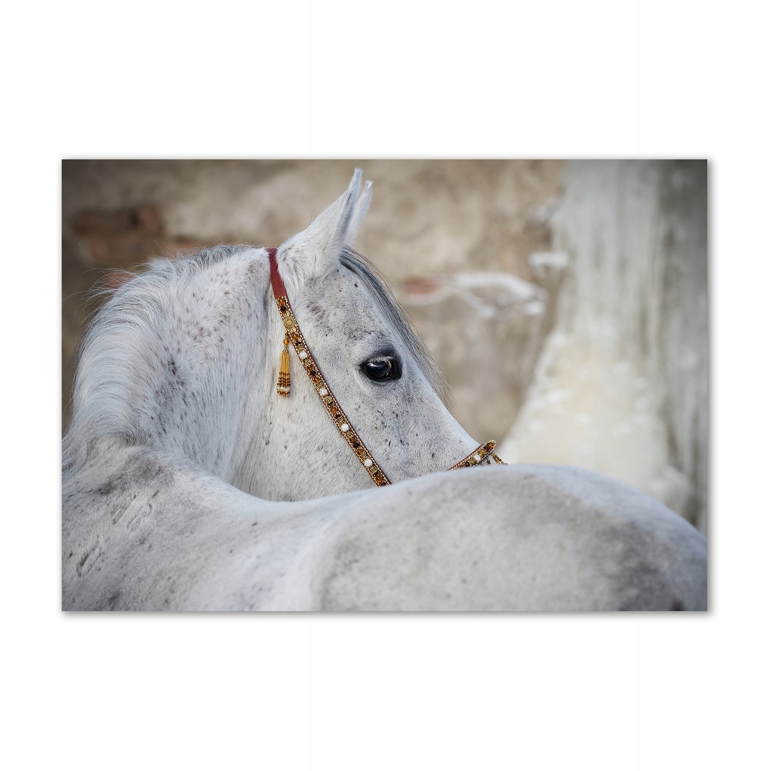 

Foto-obraz szklany Biały koń arabski 100x70