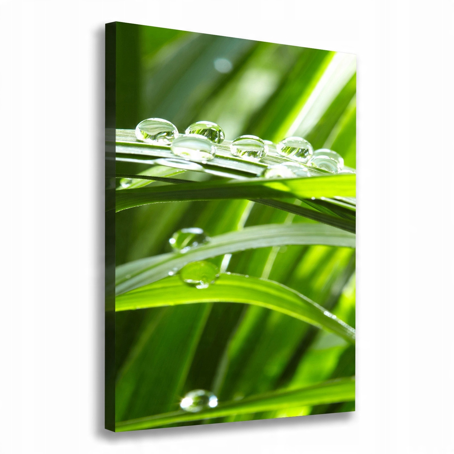 

Foto obraz canvas do salonu Źdźbła trawy 70x100