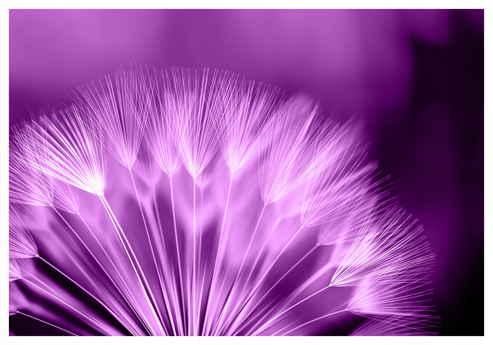 Fototapeta Fialový pampeliška Makro lehkost sen 250x175 lepidlo